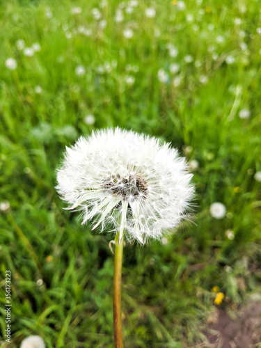 dandelion on green background