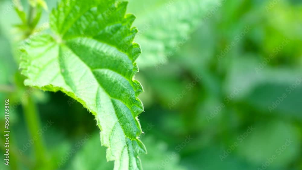 Close-up of Stinging Nettle - Urtica dioica - in 4K VIDEO. Detail of green nettle leaves background growing in the garden.
Close-up of Stinging Nettle - Urtica dioica - in 4K VIDEO. Detail of green nettle leaves background growing in the garden.