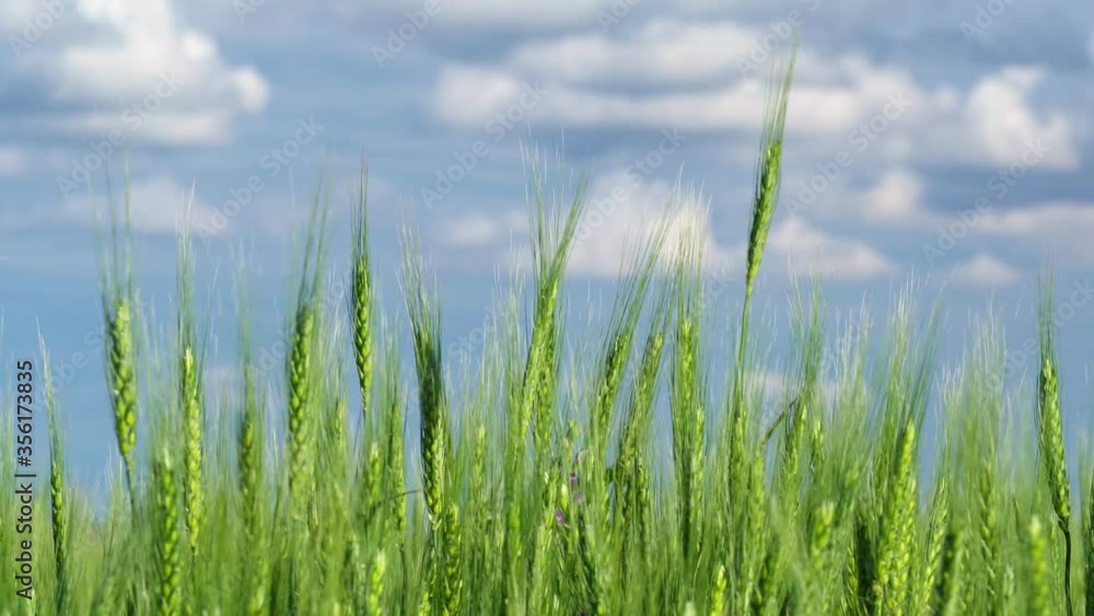 green wheat field on blue sky background green wheat field on blue sky background