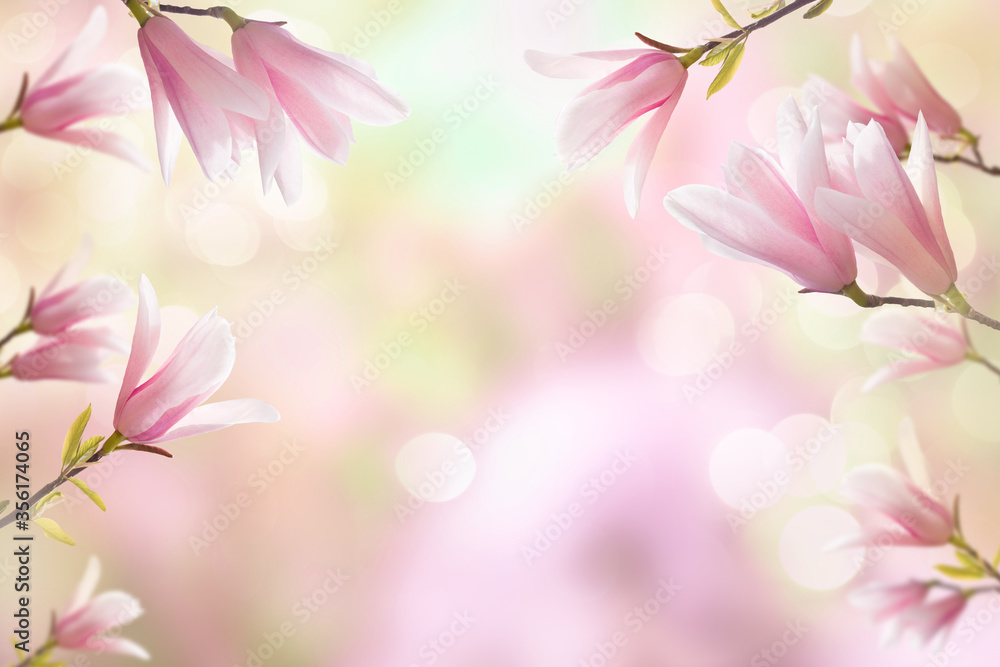 Obraz premium Magnolia branches on a blurred natural background of nature with sunlight and bokeh. Spring seasonal background