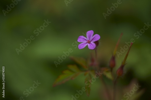 Background with purple wildflower, Little-Robin, Geranium purpureum 