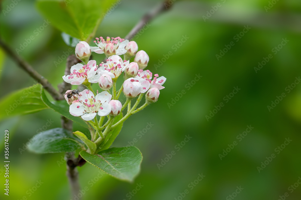 Blackthorn blossom with copy space Blackthorn blossom with copy space