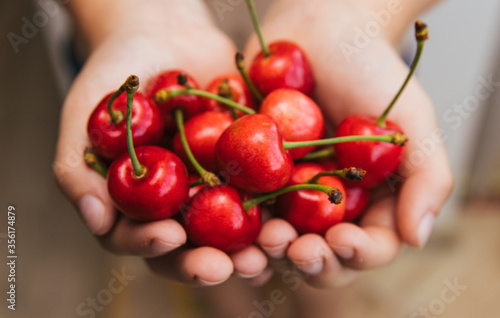 The child holds a delicious cherry in his hands. Beautiful juicy berry. © Cherkasova Alie