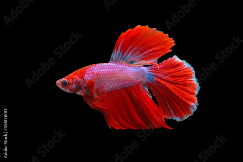Siamese Fighting Fish,  beautiful tail of red & pink fighting fish on black background.Colourful Betta fish