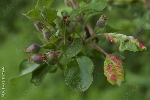 Branch with fruit of crab apple tree, Japanese crabapple, Malus floribunda 