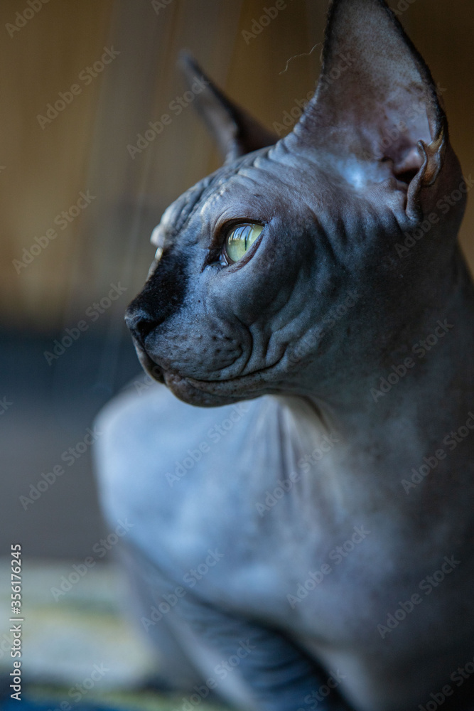 Gato Egipcio, esfinge, sphynx, sin pelo Gato Egipcio, esfinge, sphynx, sin pelo