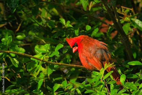 Red cardinal birds on a tree.