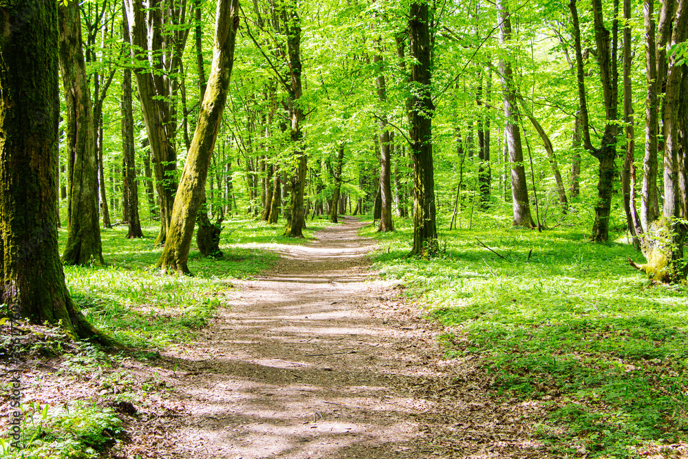 forest path on a Sunny summer day, young forest. forest path on a Sunny summer day, young forest.
