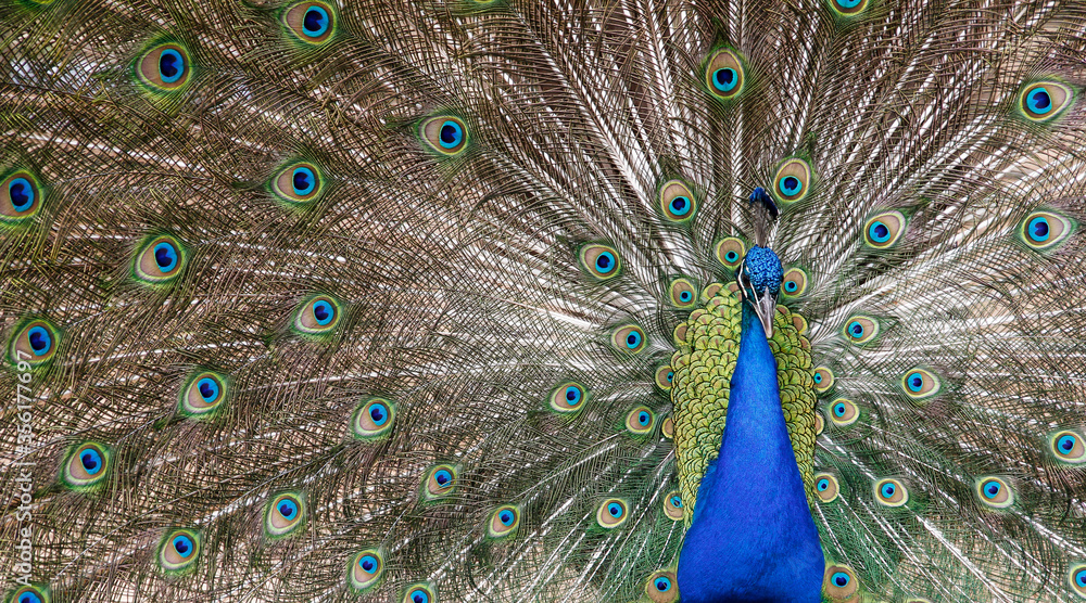 Obraz premium male peacock with open feathers, pavo cristatus