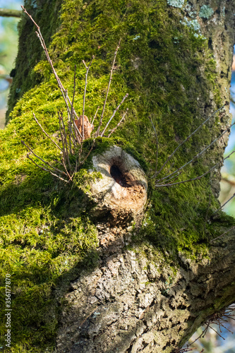 Höhle in einem alten Baum bietet Unterschlupf für Tiere und Elfen