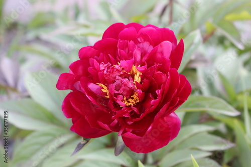  Bright red peony blooms in the garden in summer