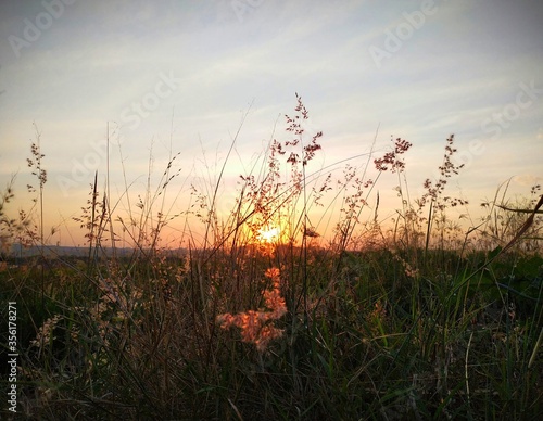 sunset in field