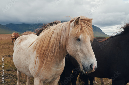 Icelandic horses in the background of mountains.