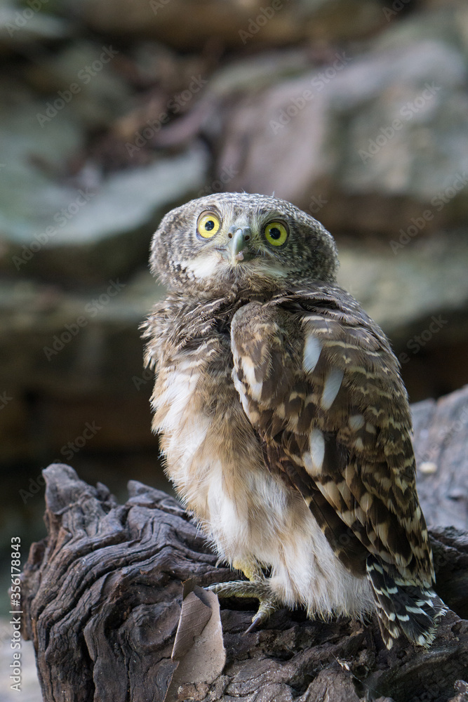 Naklejka premium Owl owl with funny eyes on a tree in Chumphon, Thailand
