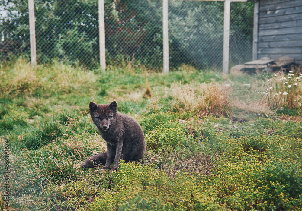 Black arctic fox in the pen. Iceland, Sudavik. Arctic fox centre. Stock