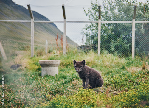 Black arctic fox in the pen. Iceland, Sudavik. Arctic fox centre. photo