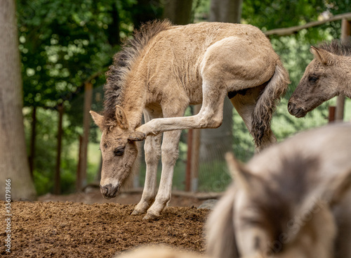 Fohlen im Wildpark Kn  ll