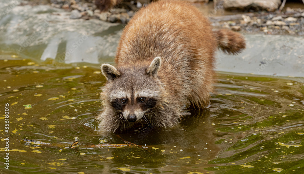 Obraz premium Waschbär im Wildpark Knüll
