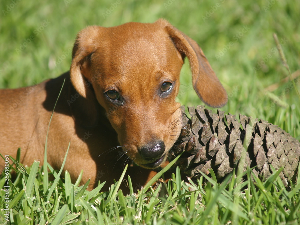 Dachshund puppy plays with a pineapple in daylight