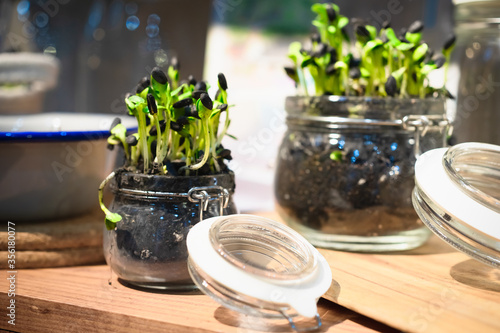 Micro greens or sprouts of raw live sprouting vegetables in glass jar home gardening. Sprouting Microgreens at home. Vegan and healthy eating concept.