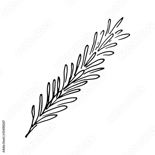 Rosemary spice herbal plant isolated on white background. Vector sketch illustration in doodle outline style. Concept of marinated meat, salad ingredient, spicy, cooking, national cuisine.