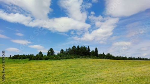beautiful panorama in the field overlooking the forest and wonderful blue sky with clouds on a sunny day