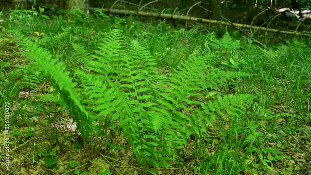 Nephrolepis exaltata (The Sword Fern) - a species of fern in the family Lomariopsidaceae Nephrolepis exaltata (The Sword Fern) - a species of fern in the family Lomariopsidaceae