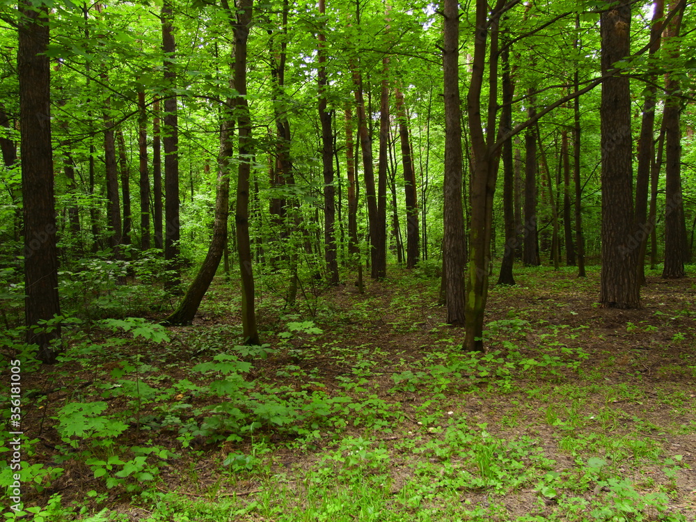 Fototapeta premium forest