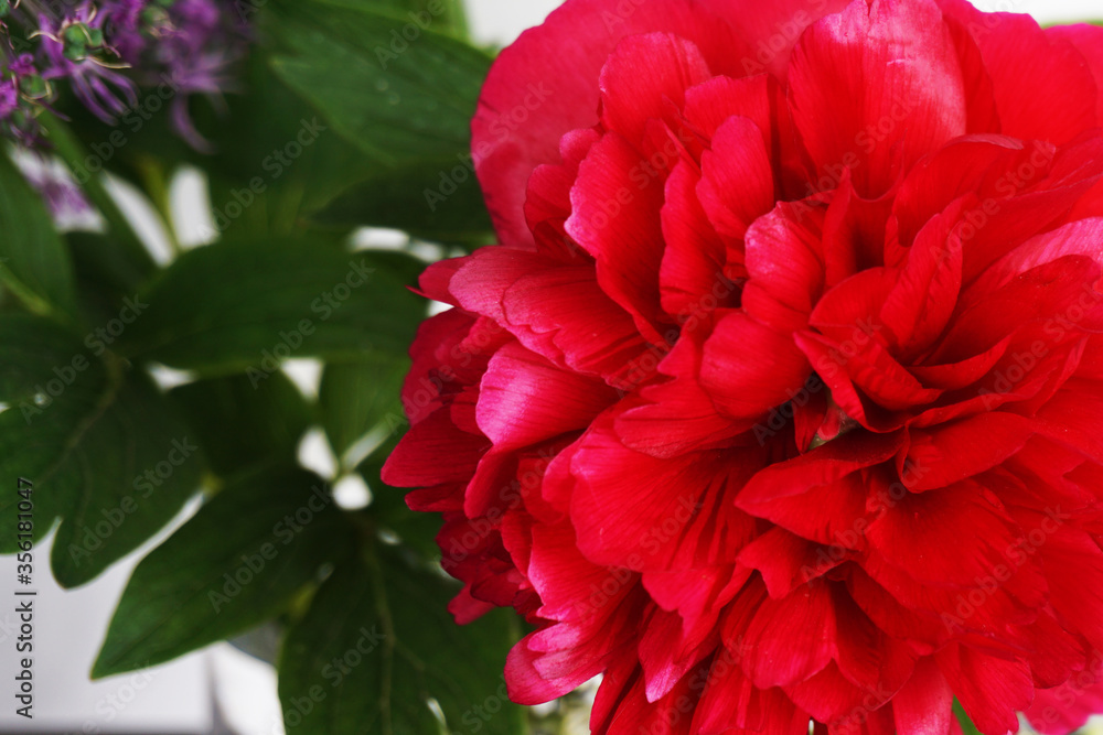 Bouquet of flowers from peonies, tulips and other garden flowers on a white background. Bouquet of flowers from peonies, tulips and other garden flowers on a white background.