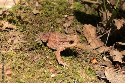  A small brown toad moves on the ground and moss in the spring forest