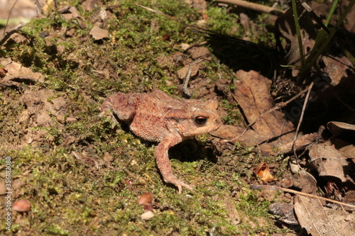 A small brown toad moves on the ground and moss in the spring forest