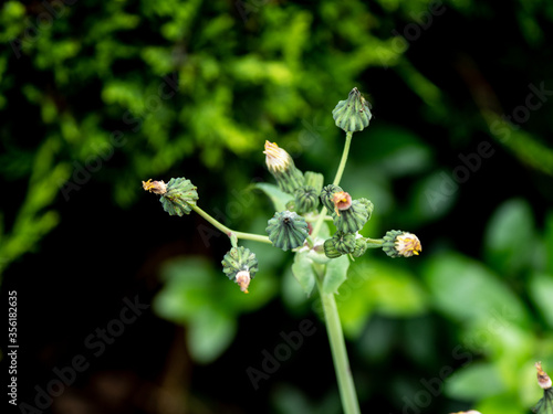 FRENCH WEED