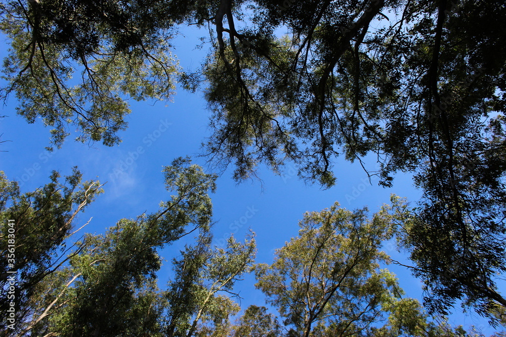 Fototapeta premium Concept of a freedom. The green trees top in forest with sky background.
