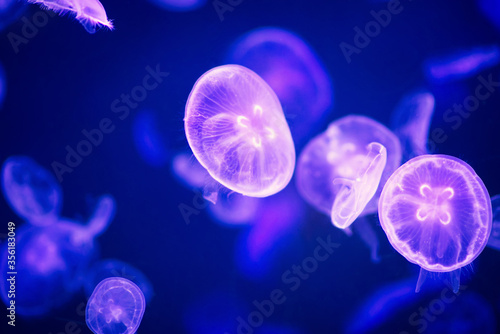 Moon jellyfish in a large tank.