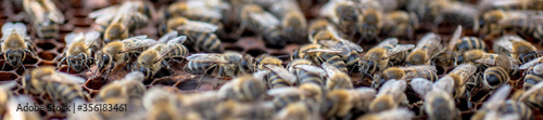 Panoramic of Honey Bees on Capped Brood Comb