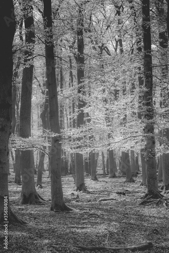 Mysterious forest. Gloomy atmosphere in black and white.