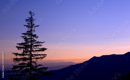 A wonderful dusk. Big trees on the mountain forest sunset. Violet.