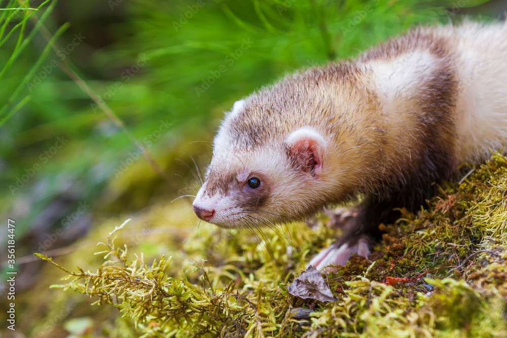 Mustela putorius furo - A ferret in the forest has an open mouth and a protruding tongue. Mustela putorius furo - A ferret in the forest has an open mouth and a protruding tongue.