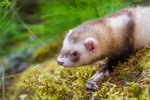 Mustela putorius furo - A ferret in the forest has an open mouth and a protruding tongue. © Roman Bjuty
