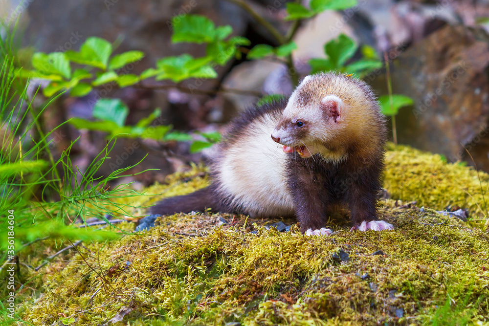 Mustela putorius furo - A ferret in the forest has an open mouth and a protruding tongue. Mustela putorius furo - A ferret in the forest has an open mouth and a protruding tongue.