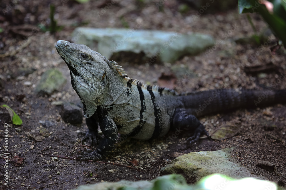 iguana on the rocks