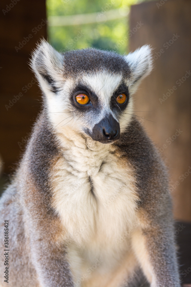 Ring-tailed lemur portrait (Lemur catta) during a summer day Ring-tailed lemur portrait (Lemur catta) during a summer day