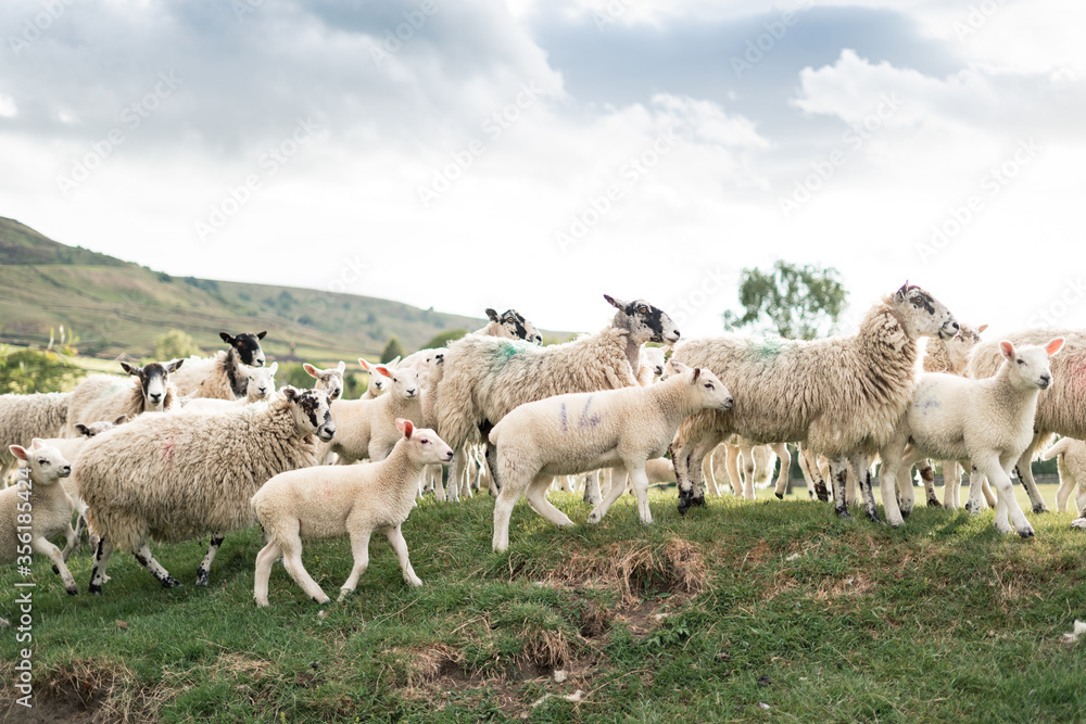 Fototapeta premium sheep standing on a cliff edge