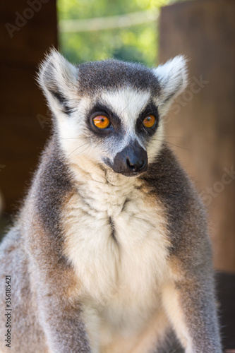 Ring-tailed lemur portrait (Lemur catta) during a summer day