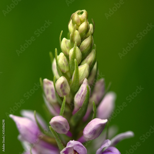 macro shot of common spotted orchid