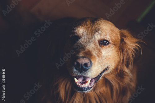 Dog golden retriever  photo taken in natural light  Bogot   Colombia  March 25  2020