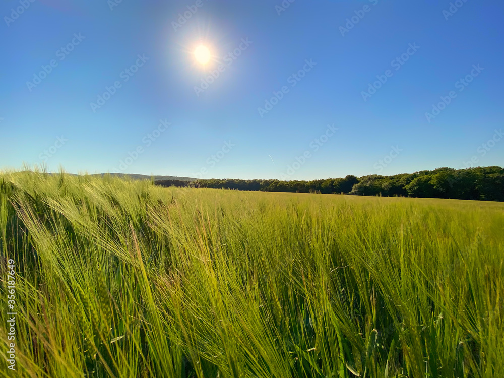 Young, green grain grows in the field under a blue sky