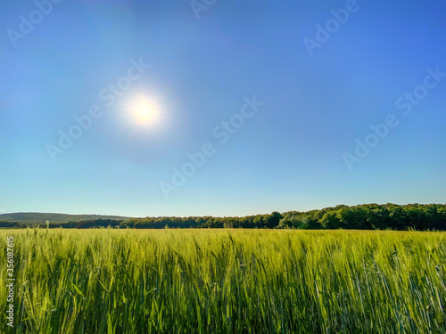 Young  green grain grows in the field under a blue sky