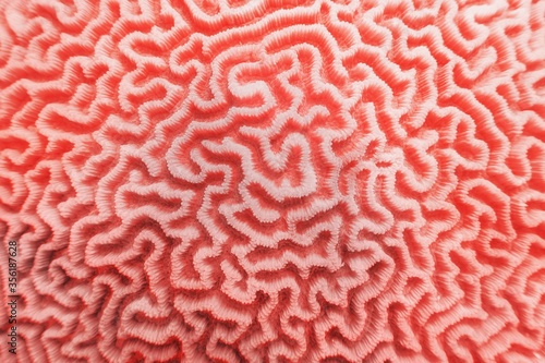 Fotografija Abstract background in trendy coral color - Organic texture of the hard brain co