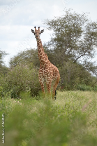 A cute giraffe in open woodland captured on a safari in Kenya photo